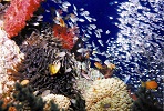 Aqaba